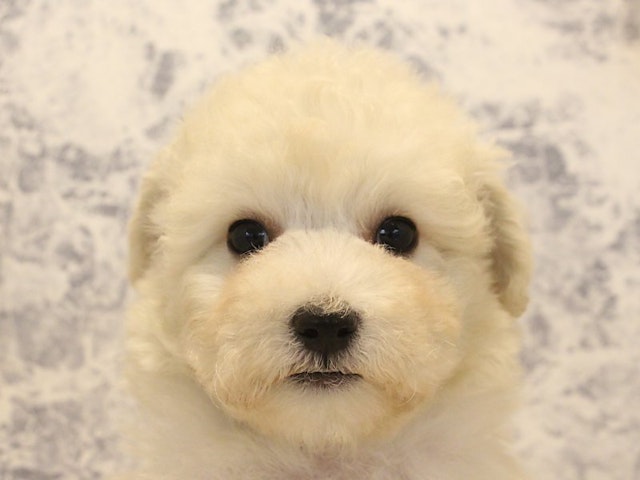 千葉県のハーフ犬 (ペッツワン幕張店/2024年2月8日生まれ/女の子/ホワイト)の子犬